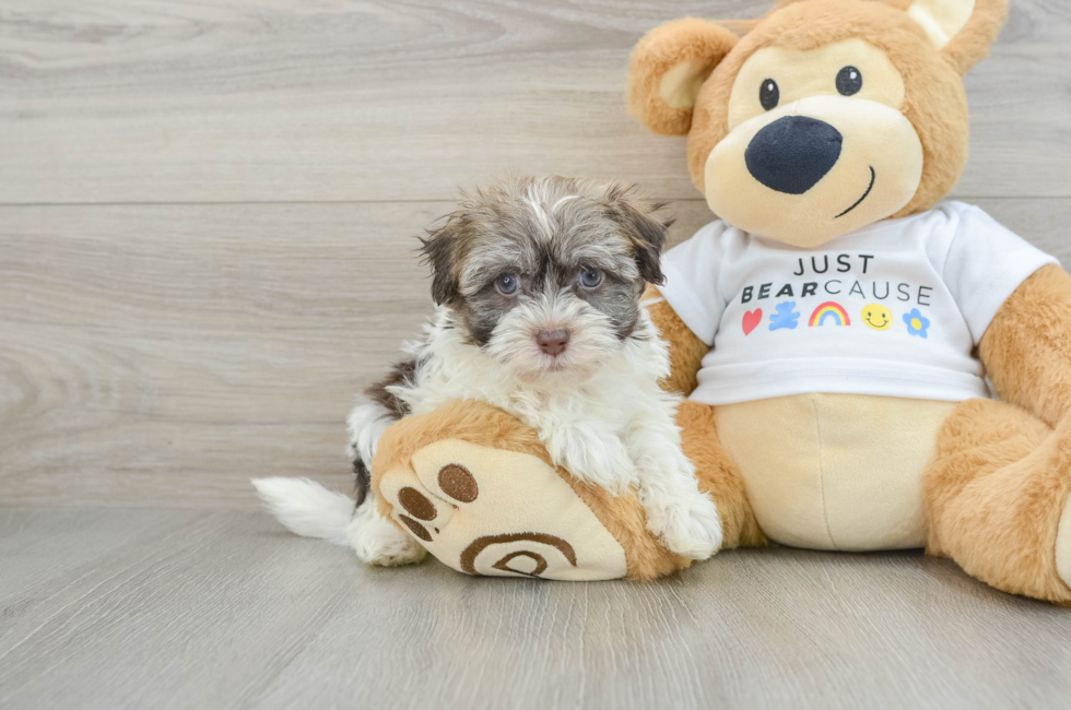 6 week old Havanese Puppy For Sale - Puppy Love PR