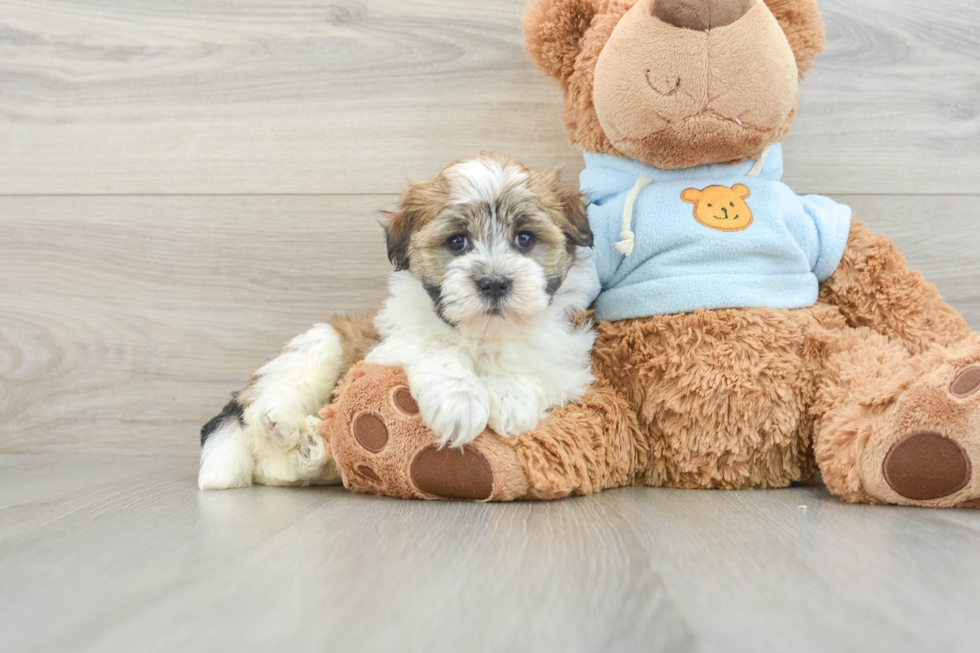 Cute Bichon Habanero Purebred Puppy