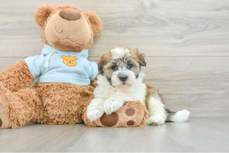 Best Havanese Baby