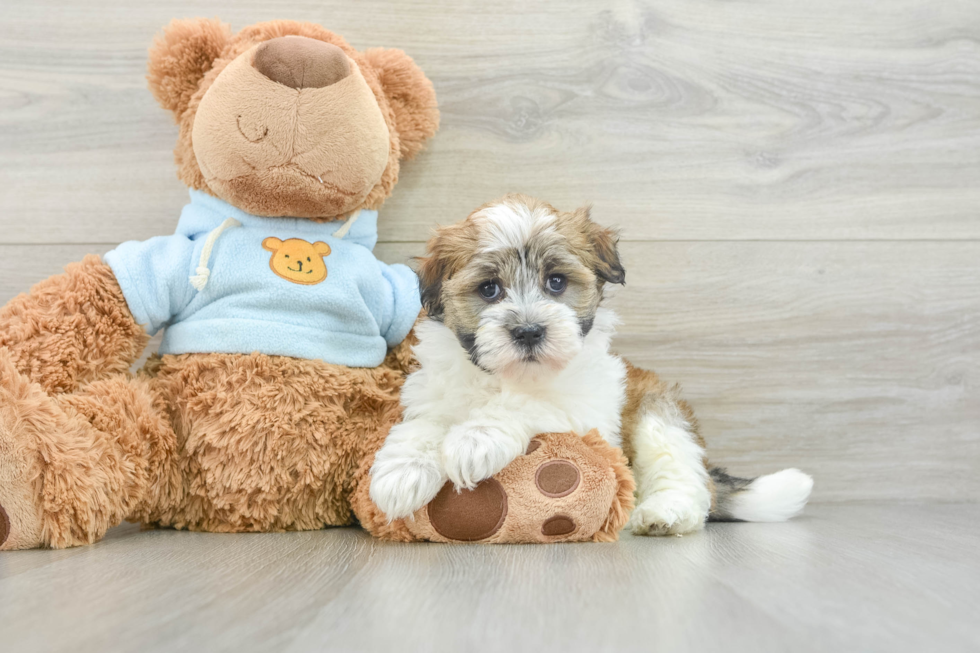Best Havanese Baby