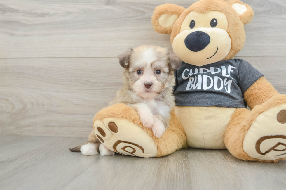 7 week old Havanese Puppy For Sale - Puppy Love PR