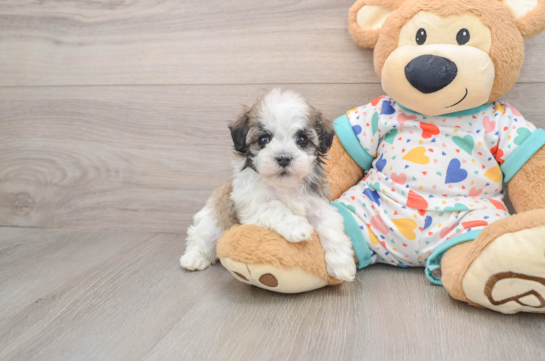 Havanese Pup Being Cute