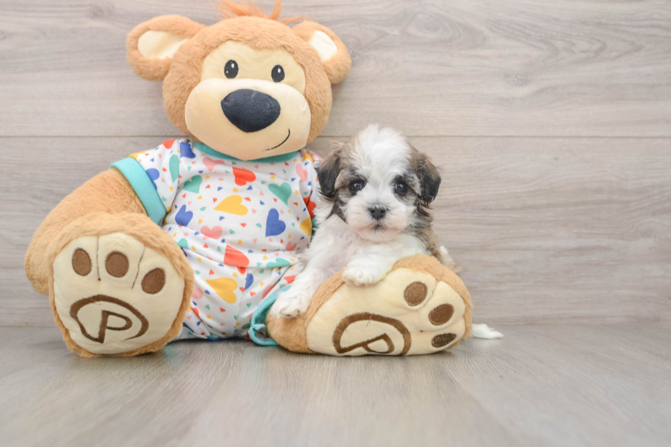 Petite Havaneser Purebred Puppy