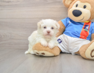 5 week old Havanese Puppy For Sale - Puppy Love PR