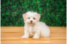Havanese Puppy for Adoption