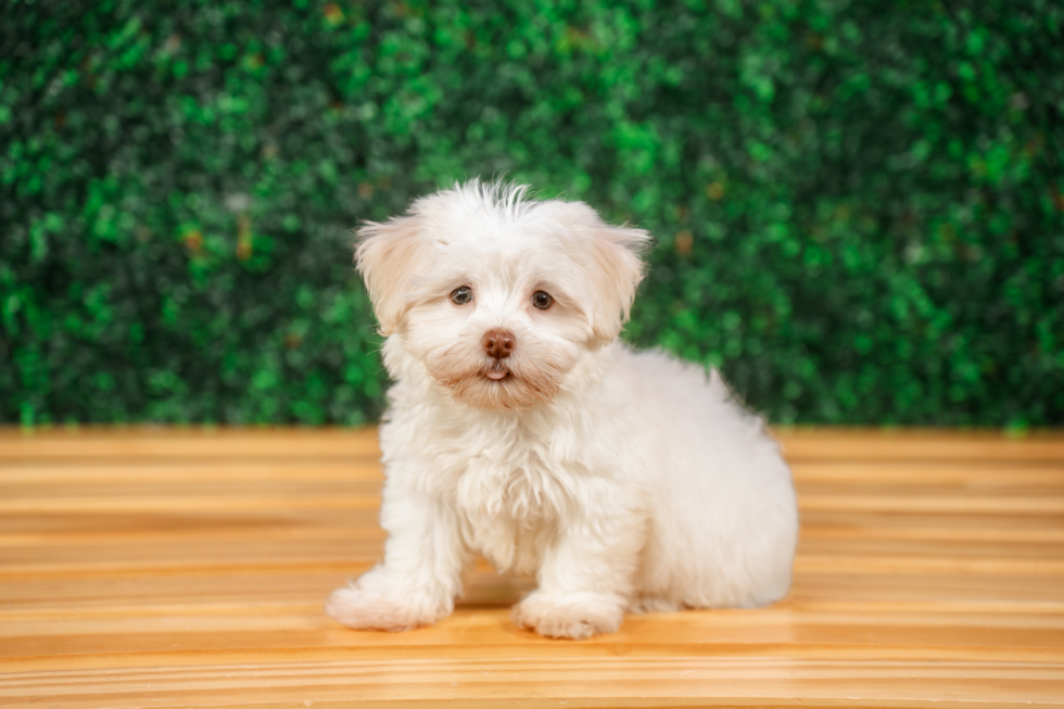 Havanese Puppy for Adoption