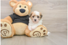 Smart Bichon Havanes Purebred Puppy
