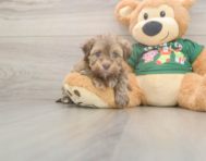 5 week old Havanese Puppy For Sale - Puppy Love PR