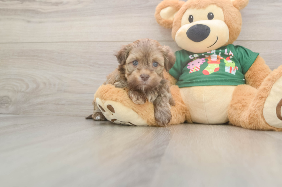 5 week old Havanese Puppy For Sale - Puppy Love PR