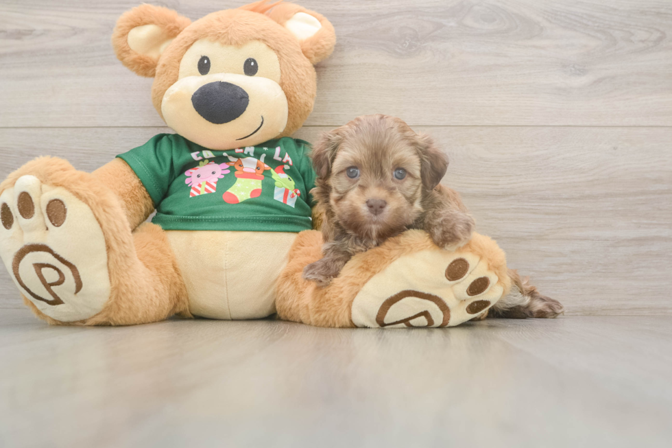 Havanese Pup Being Cute