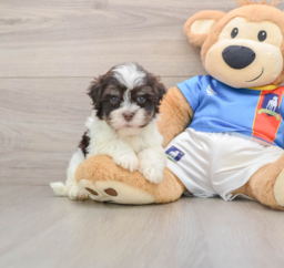 6 week old Havanese Puppy For Sale - Puppy Love PR
