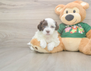 5 week old Havanese Puppy For Sale - Puppy Love PR