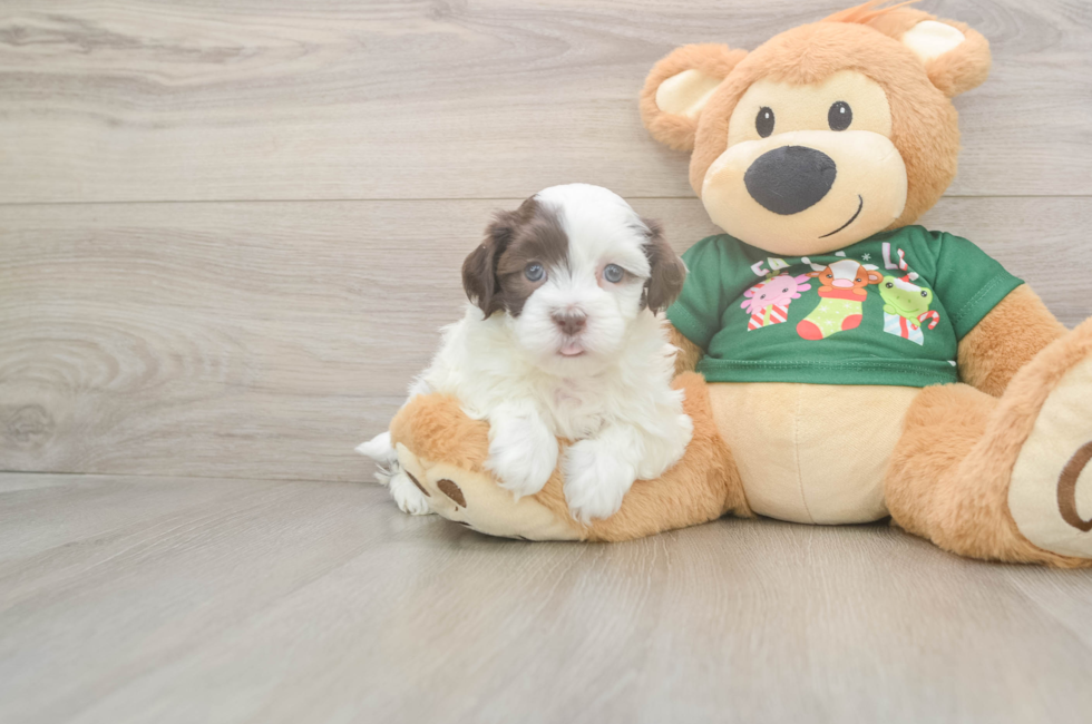 5 week old Havanese Puppy For Sale - Puppy Love PR