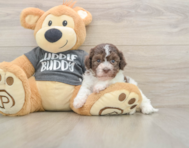 5 week old Havanese Puppy For Sale - Puppy Love PR