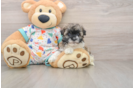 Havanese Puppy for Adoption
