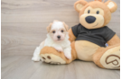Small Havanese Purebred Pup