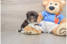 Havanese Puppy for Adoption