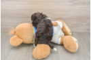 Small Havanese Purebred Pup