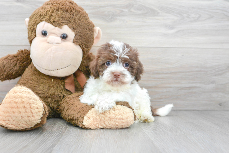 Meet Catalina - our Havanese Puppy Photo 1/3 - Puppy Love PR Havanese Pup Being Cute