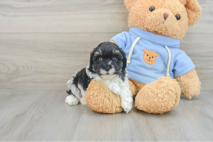 Adorable Bichon Habanero Purebred Puppy