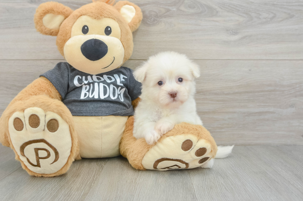 7 week old Havanese Puppy For Sale - Puppy Love PR