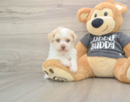5 week old Havanese Puppy For Sale - Puppy Love PR