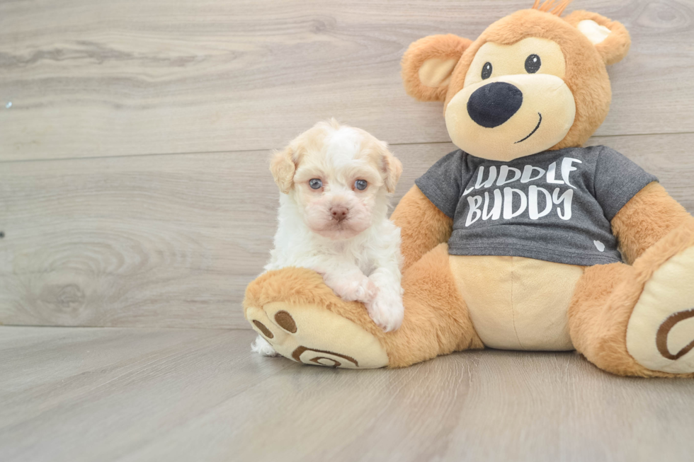 Havanese Pup Being Cute