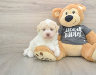 5 week old Havanese Puppy For Sale - Puppy Love PR