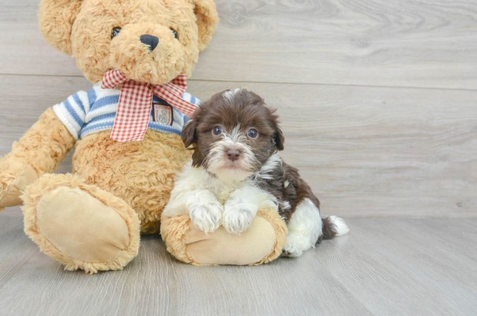 6 week old Havanese Puppy For Sale - Puppy Love PR
