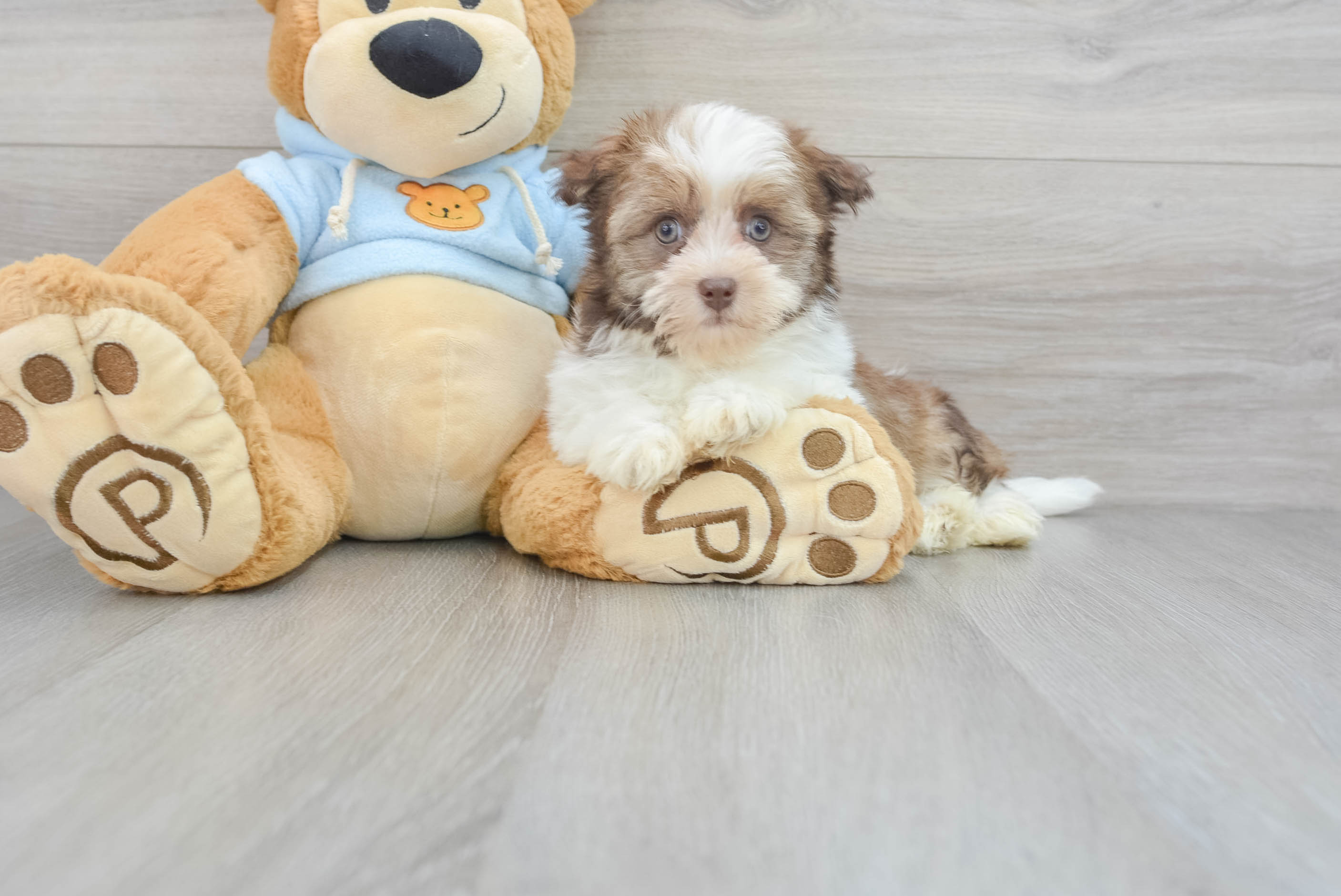 Havanese teddy bear puppies for sale online