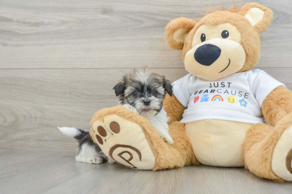 Friendly Havanese Baby