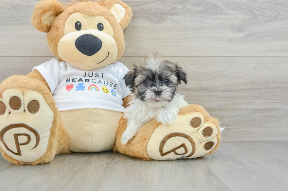 6 week old Havanese Puppy For Sale - Puppy Love PR