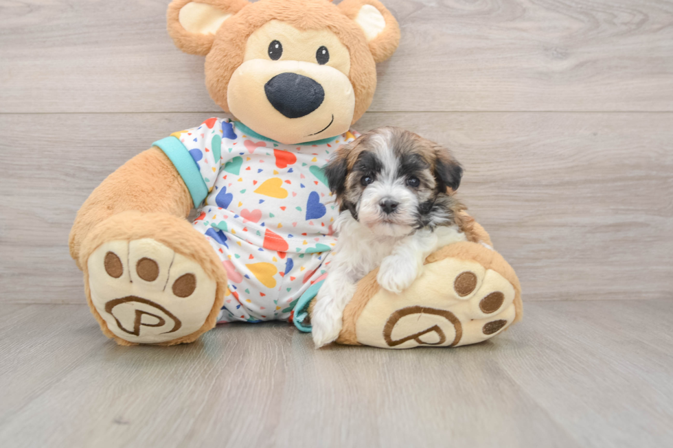 Havanese Puppy for Adoption