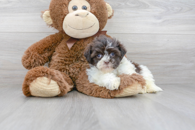 Meet Chewy - our Havanese Puppy Photo 1/3 - Puppy Love PR Havanese Puppy for Adoption