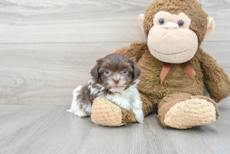 Petite Havanese Purebred Puppy