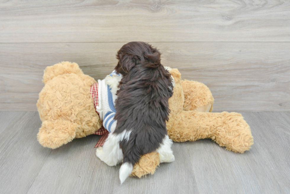 Best Havanese Baby