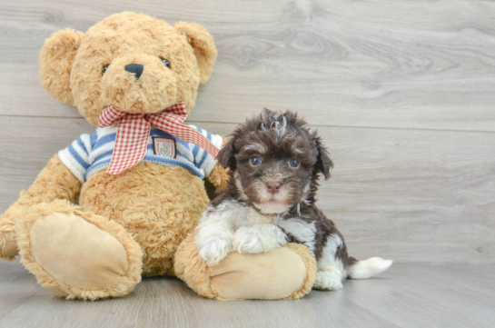 Havanese Pup Being Cute