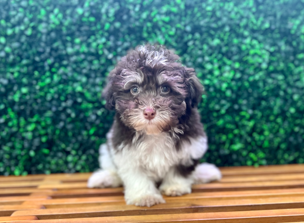 Cute Havanese Purebred Puppy