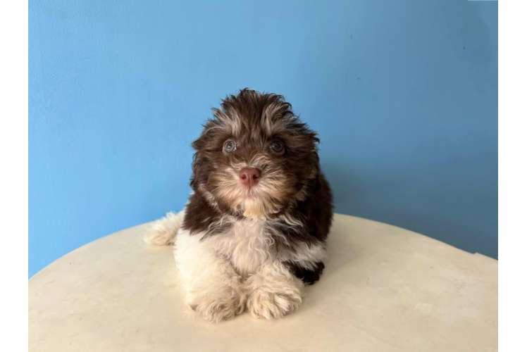 Cute Havanese Purebred Pup