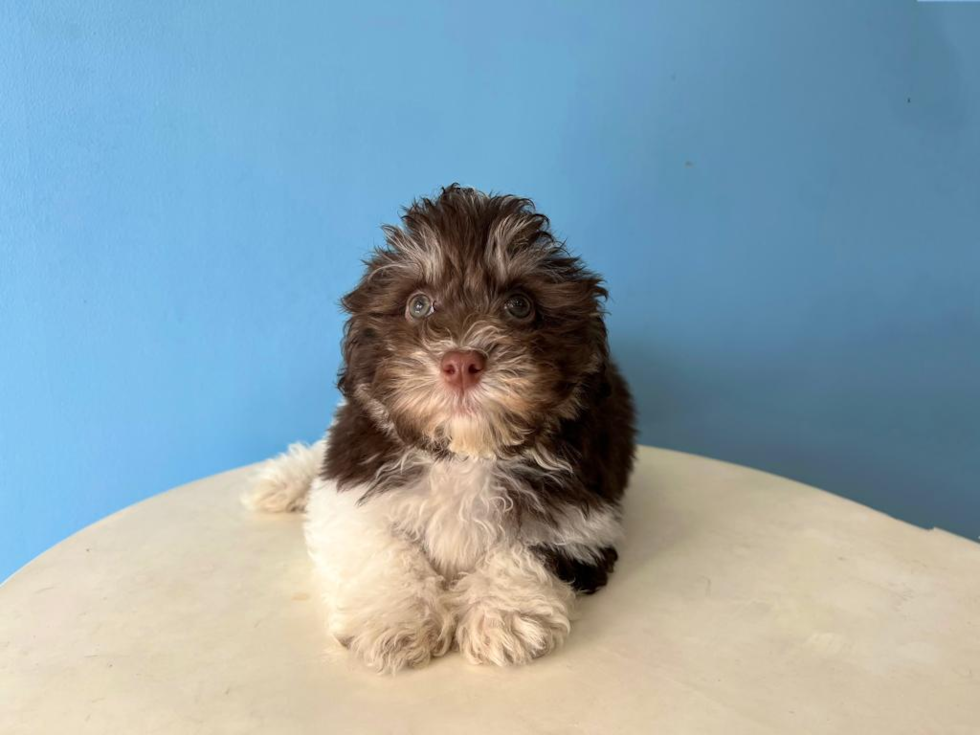 Cute Havanese Purebred Pup