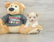 6 week old Havanese Puppy For Sale - Puppy Love PR