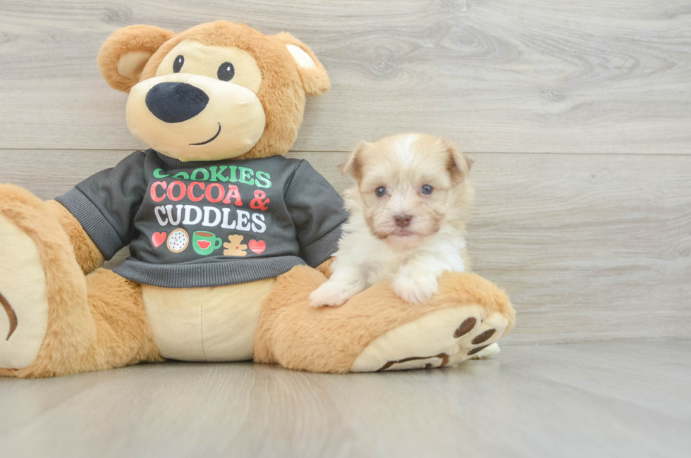 5 week old Havanese Puppy For Sale - Puppy Love PR