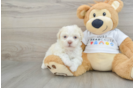 Havanese Pup Being Cute