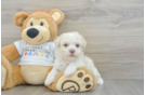 Havanese Puppy for Adoption