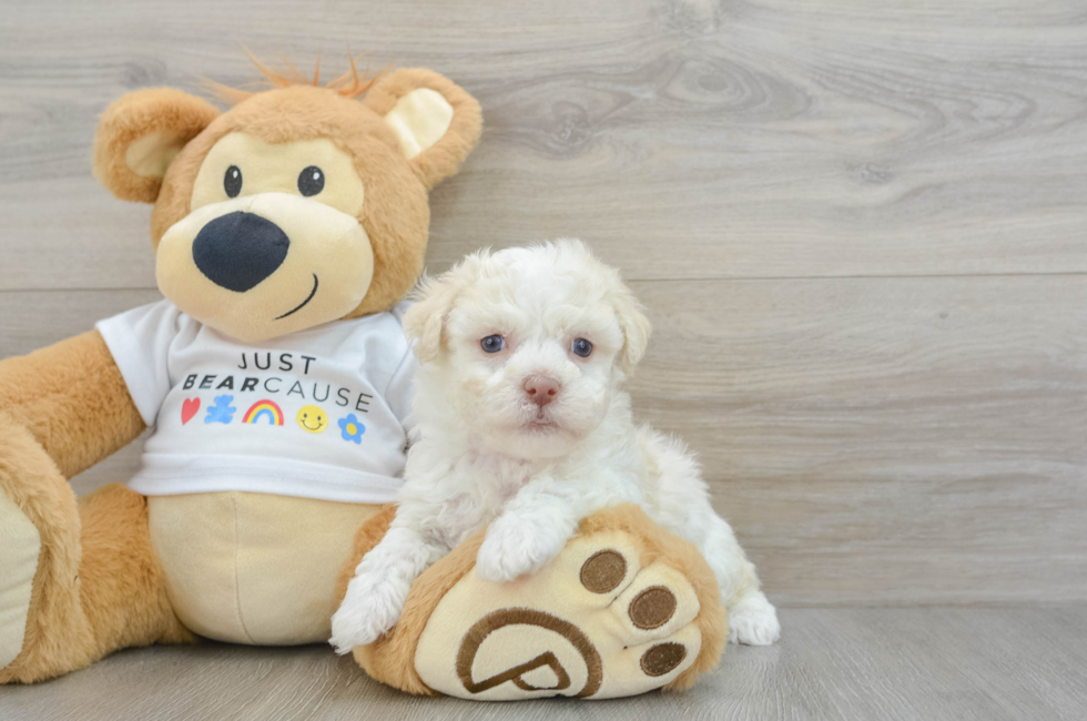 6 week old Havanese Puppy For Sale - Puppy Love PR