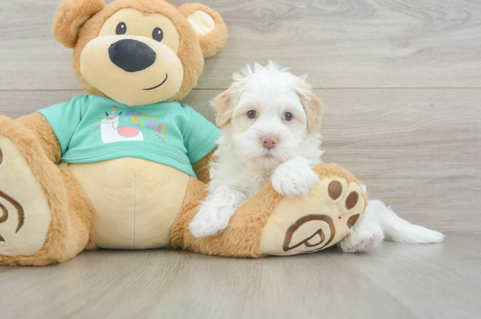 5 week old Havanese Puppy For Sale - Puppy Love PR
