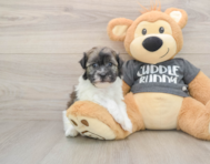 6 week old Havanese Puppy For Sale - Puppy Love PR