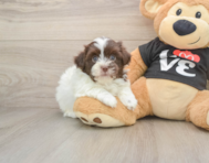 7 week old Havanese Puppy For Sale - Puppy Love PR