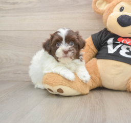 6 week old Havanese Puppy For Sale - Puppy Love PR