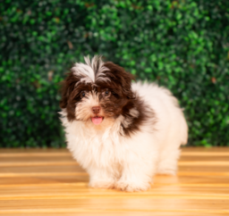10 week old Havanese Puppy For Sale - Puppy Love PR
